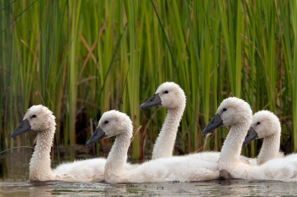 swan chicks