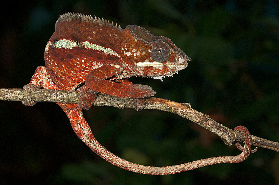 (Red) Panther Chameleon | Sean Crane Photography