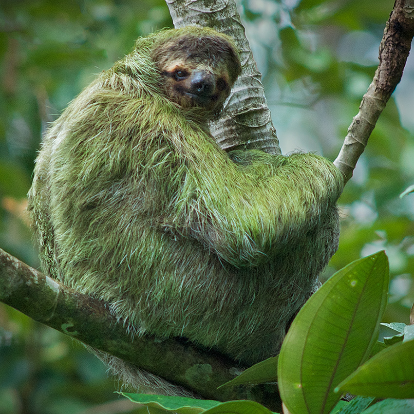 7 Reasons Why Sloths Are Awesome