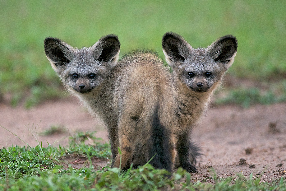 bat eared fox plush