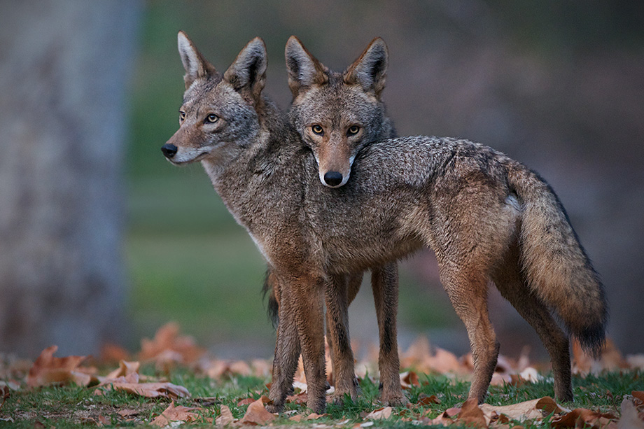 A Pair of Coyotes in Griffith Park | Sean Crane Photography