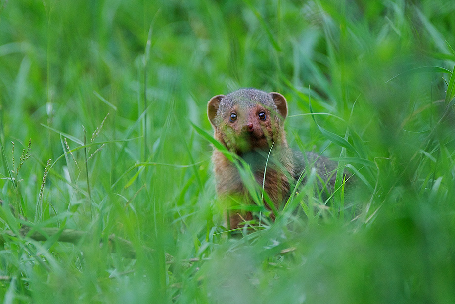 dwarf-mongoose-sean-crane-photography