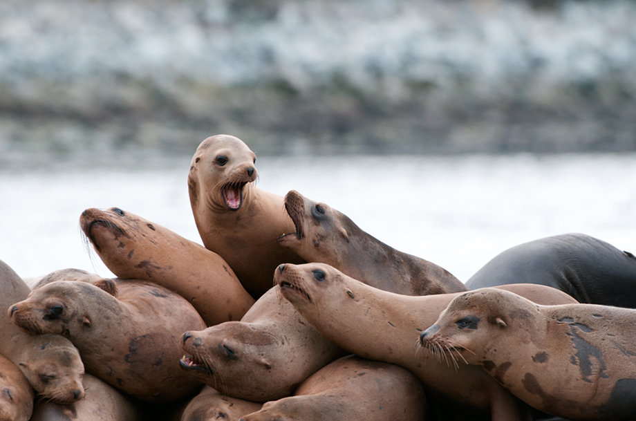 California Sea Lions | Sean Crane Photography