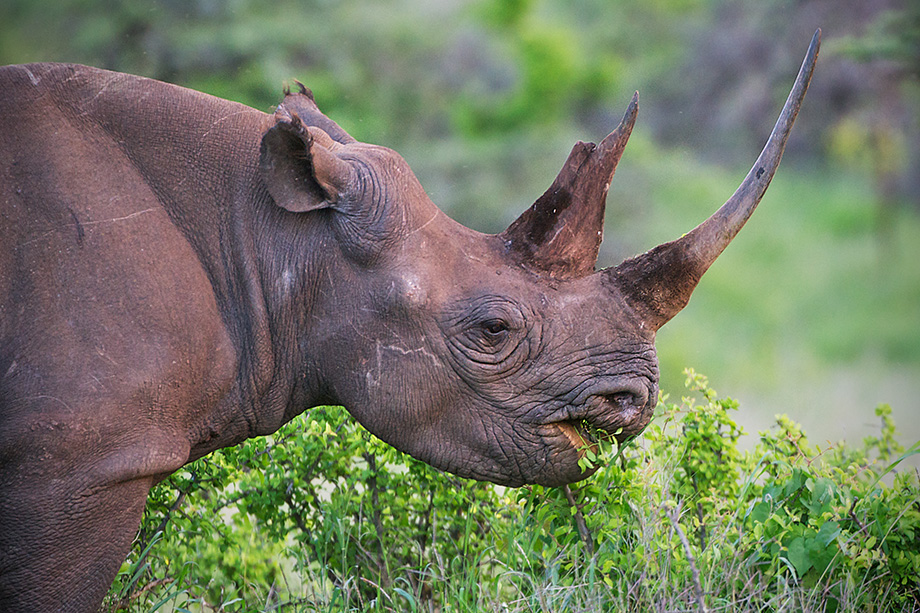 black rhinoceros