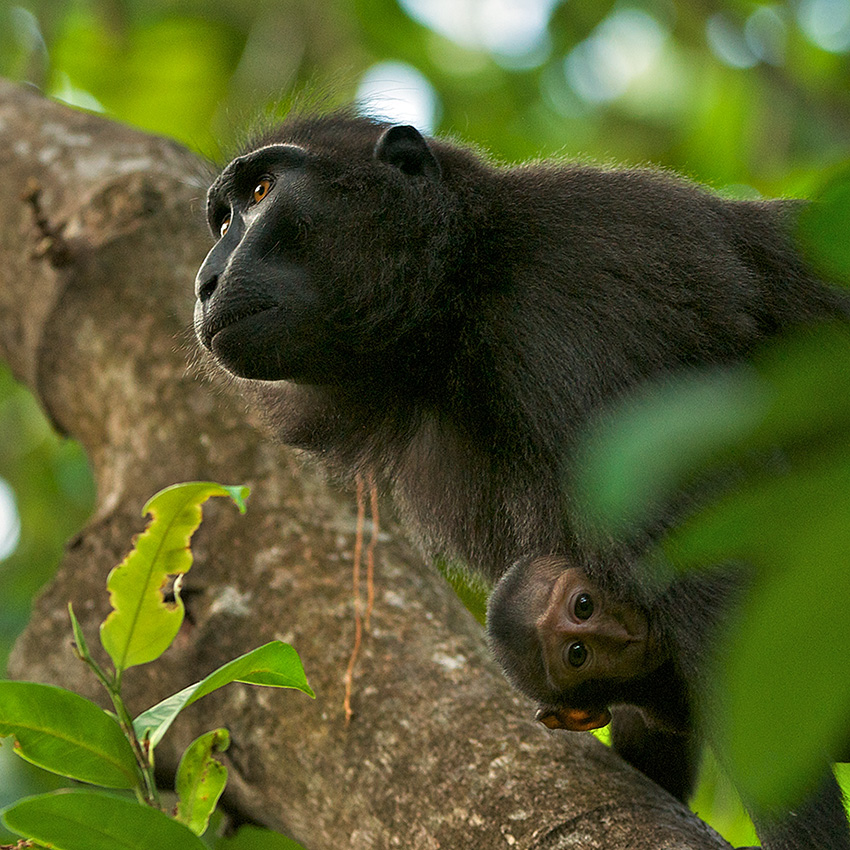 crested macaque