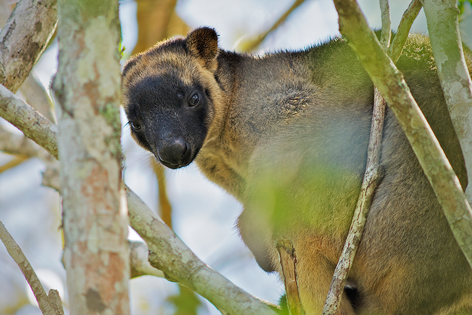 tree kangaroo webkinz