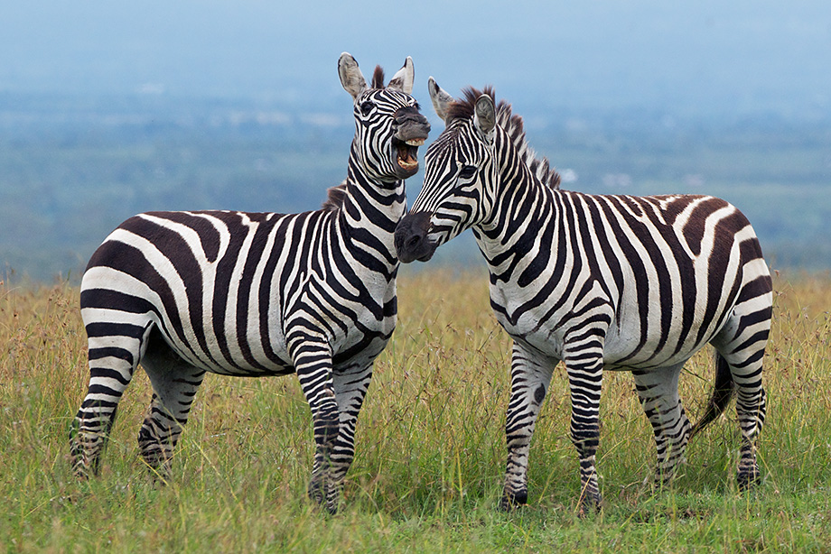 Zebra Telling a Joke | Sean Crane Photography