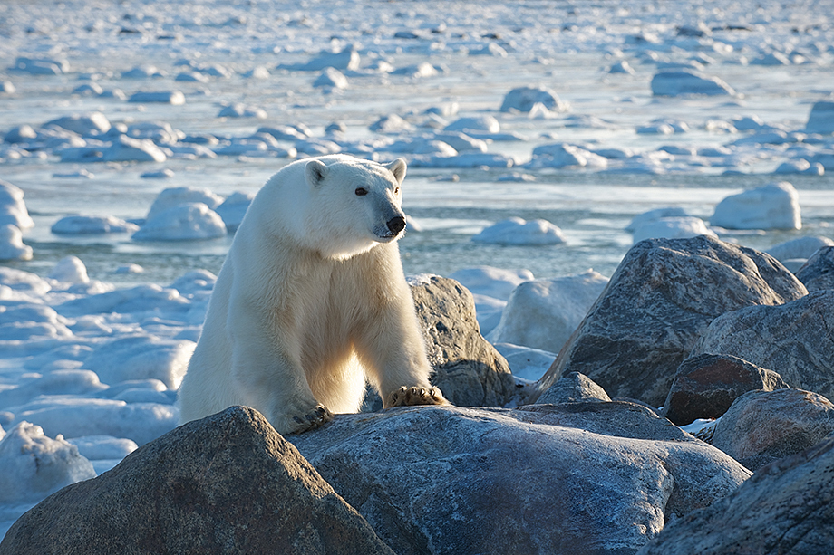 Polar Bear Checking Things Out Sean Crane Photography