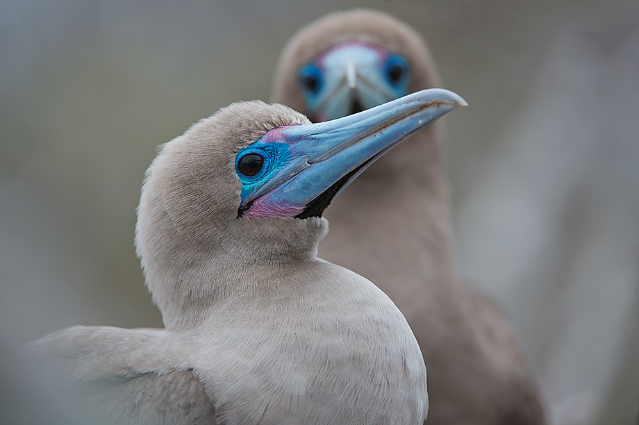 A Pair Of Portraits Of A Pair Of Red Footed Boobies Sean Crane