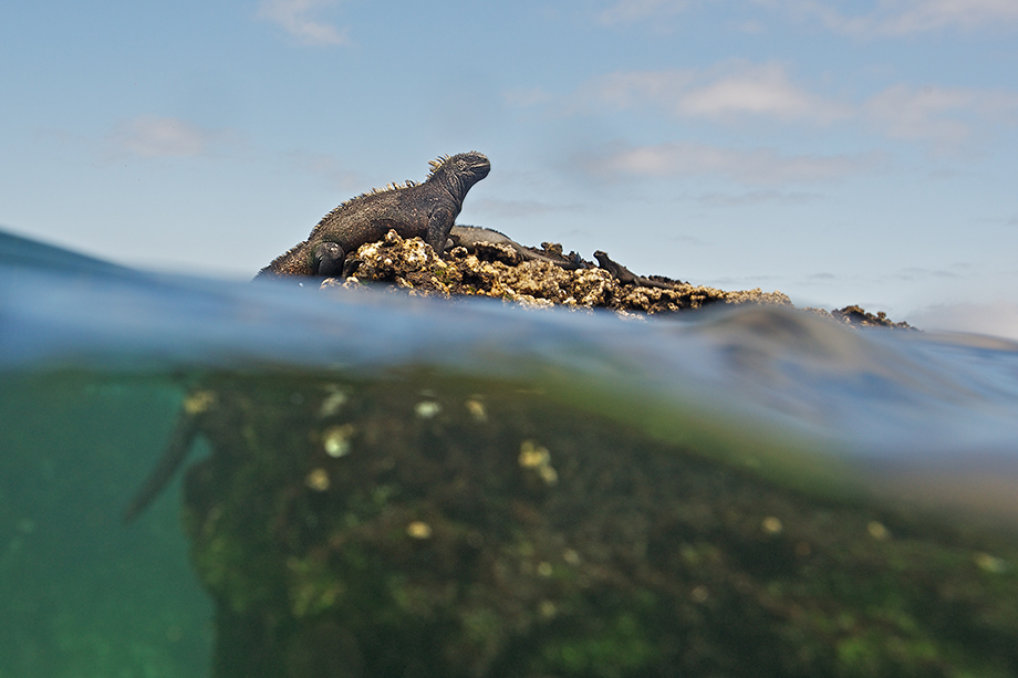 Marine Iguana Over Under 