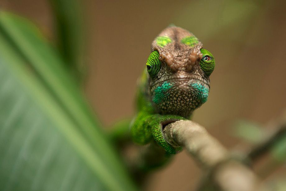 Eyes Of The Chameleon Sean Crane Photography