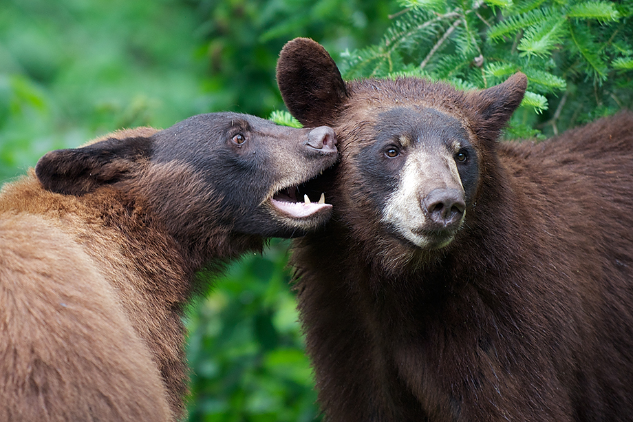 The Weekly Black Bear Post | Sean Crane Photography