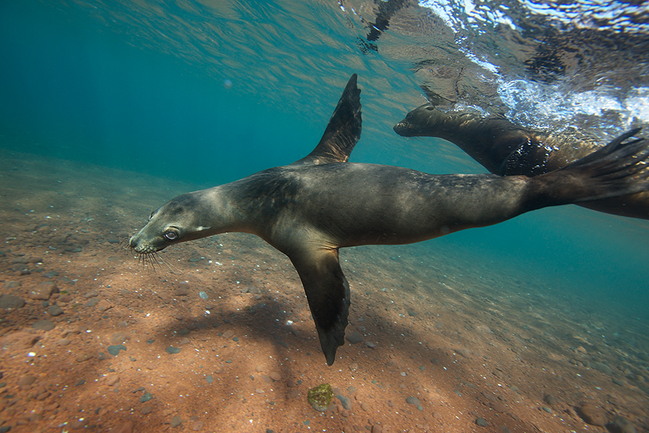 Underwater with the Sea Lions Sean Crane Photography