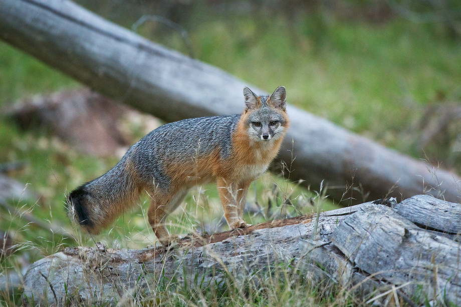 Grey Fox Sean Crane Photography