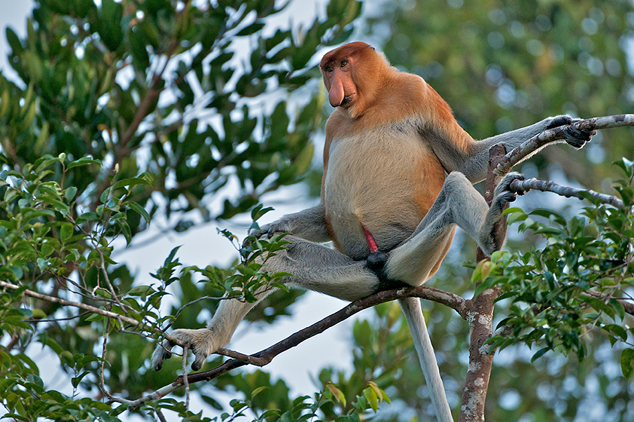 proboscis monkey teddy