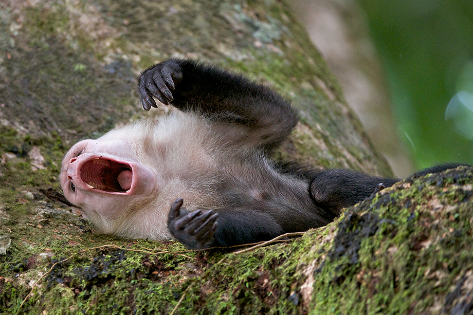 World Cup Capuchin Sean Crane Photography