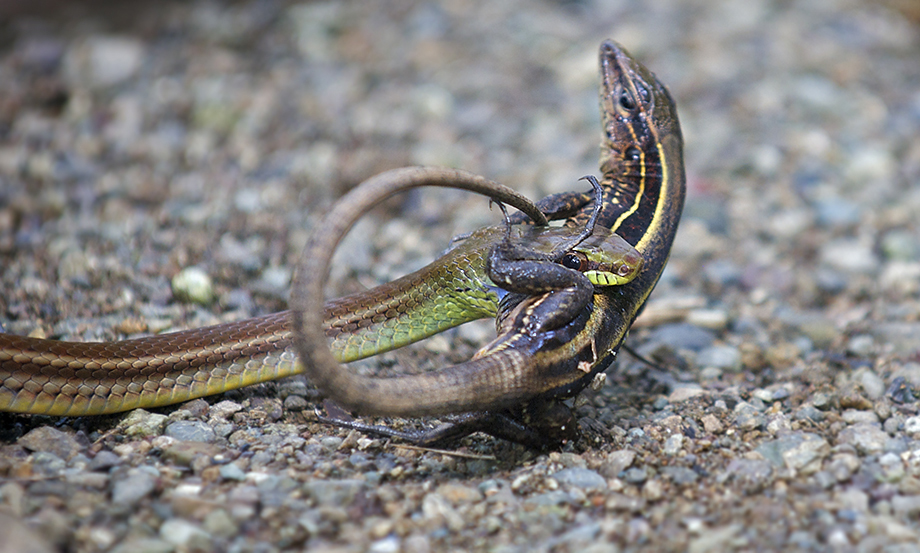 Snake vs. Lizard Sean Crane Photography