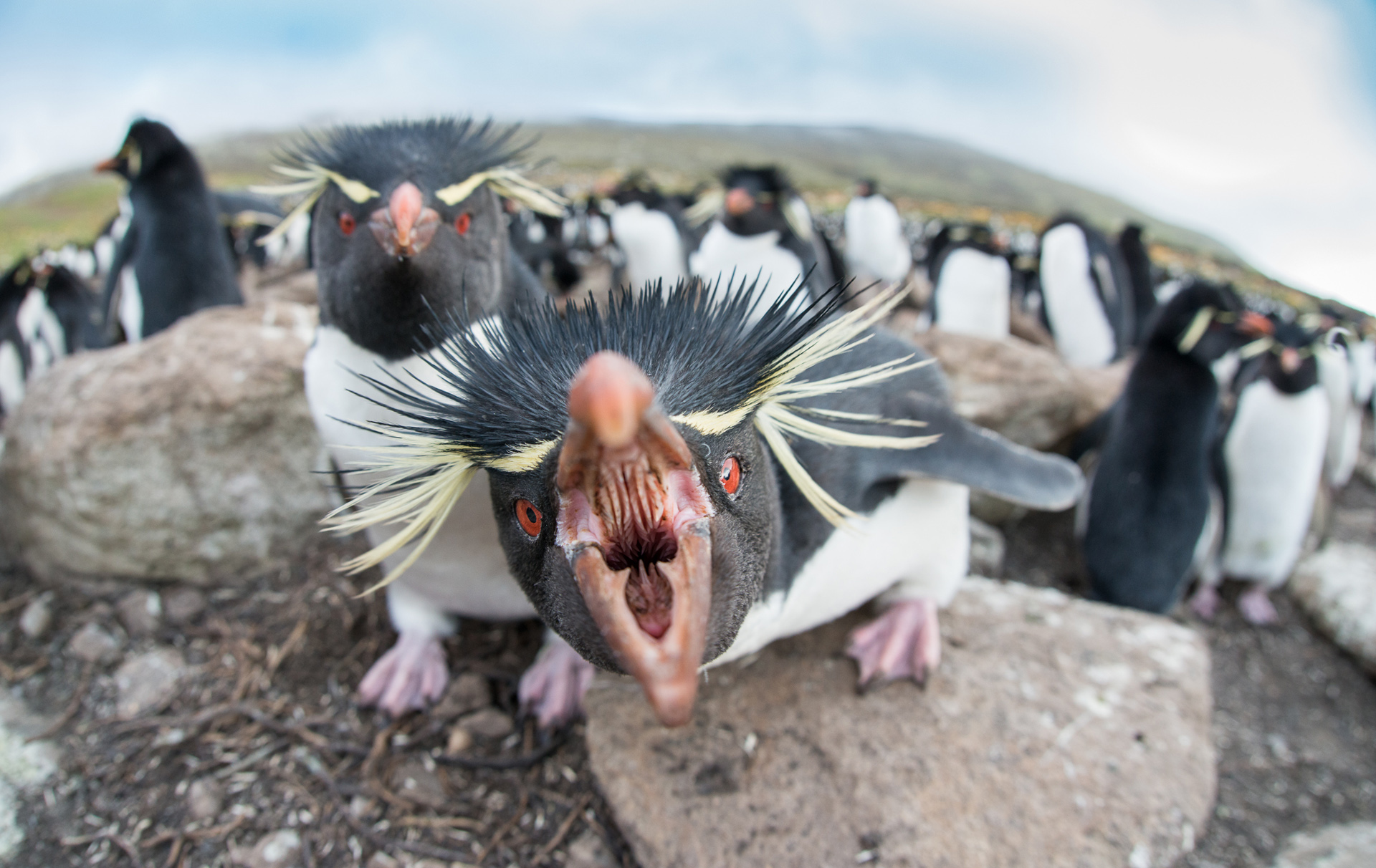 rockhopper papaya