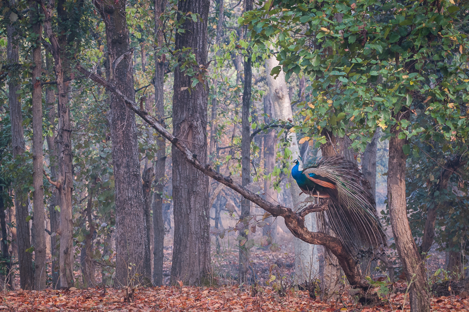 Peacock In Forest Sean Crane Photography