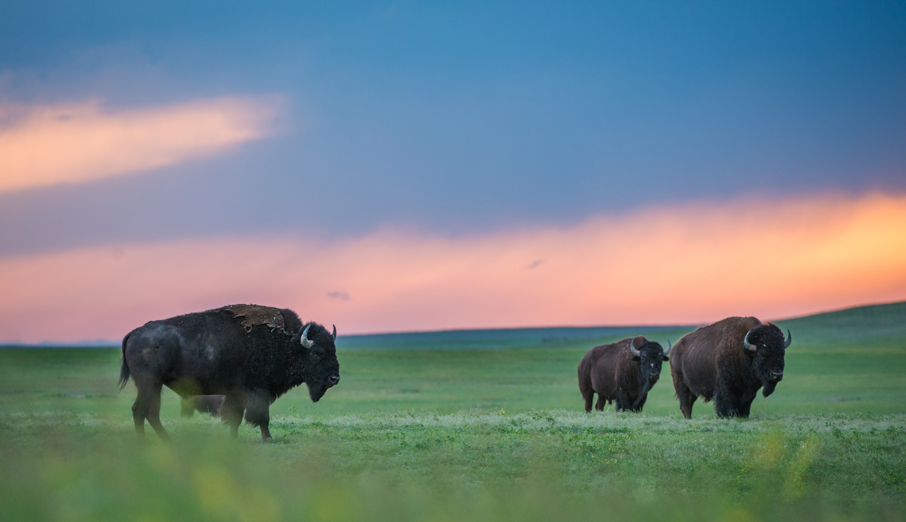 bison-sunset-sean-crane-photography