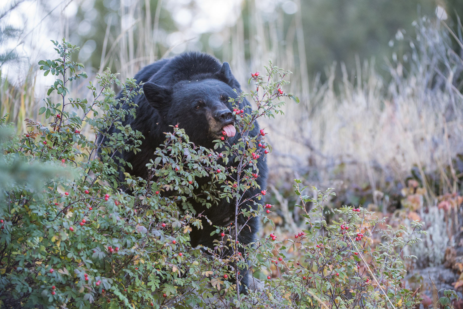 Black Bear and Berries Sean Crane Photography