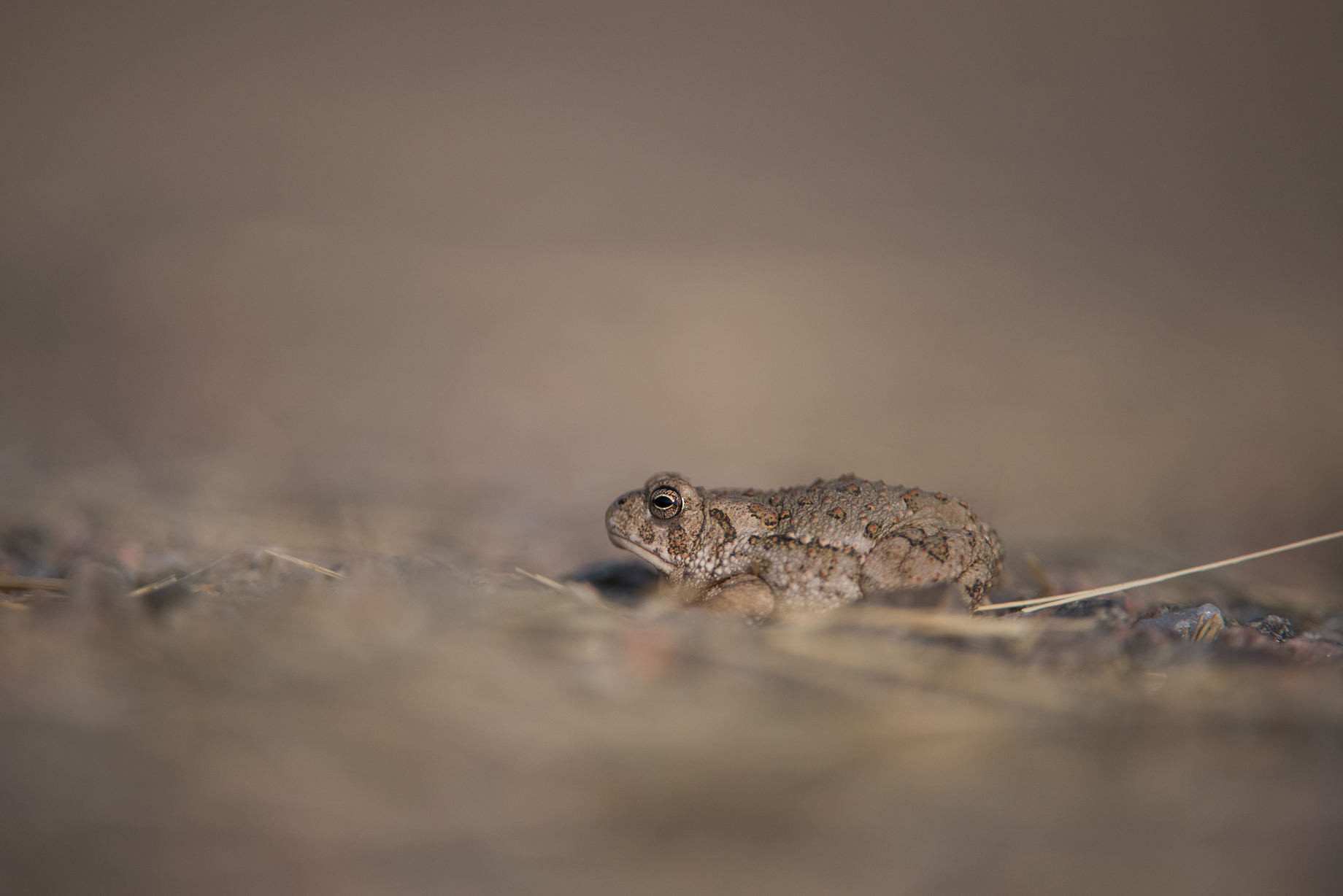 great-plains-toad-i-think-sean-crane-photography