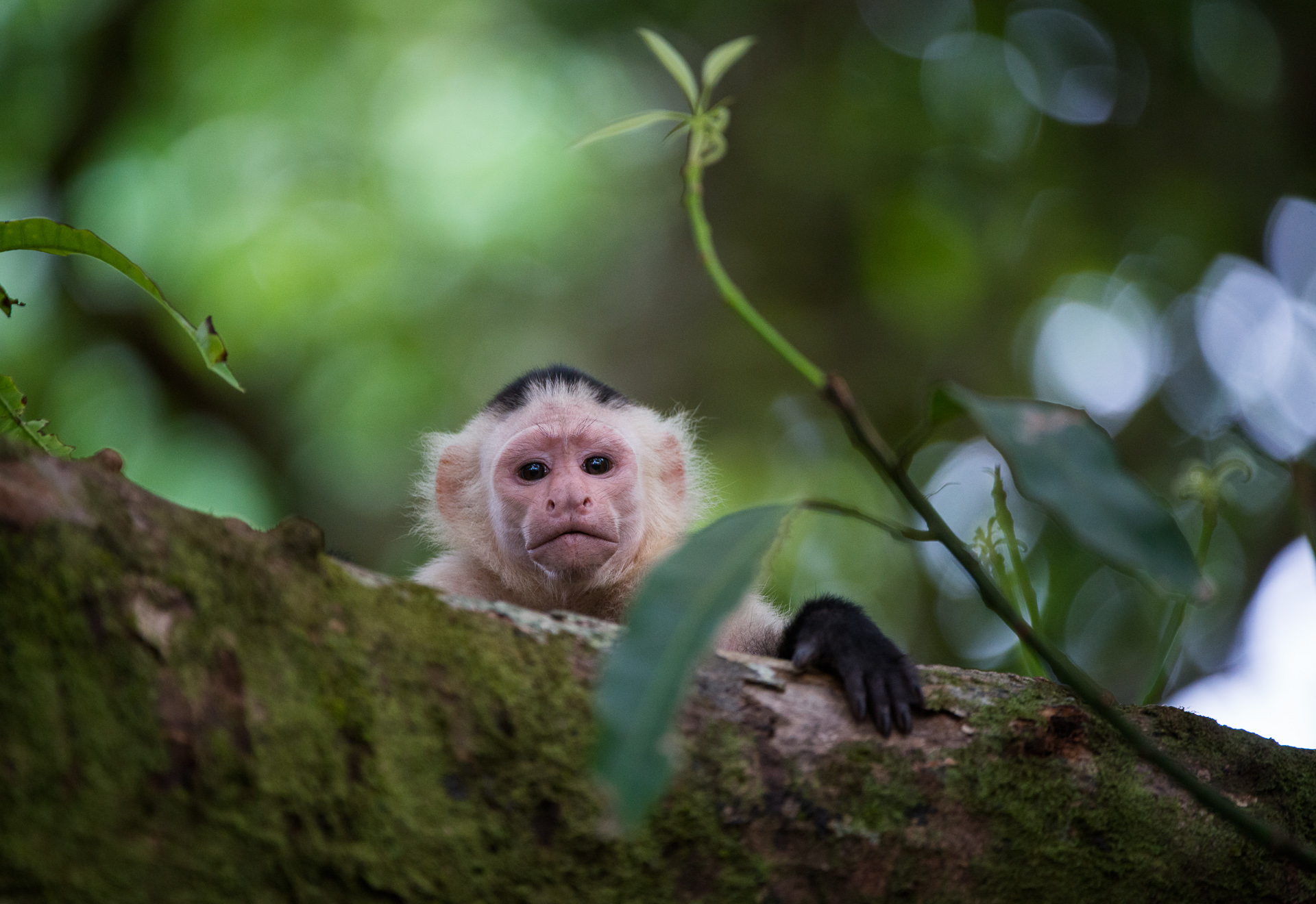 hansa capuchin monkey