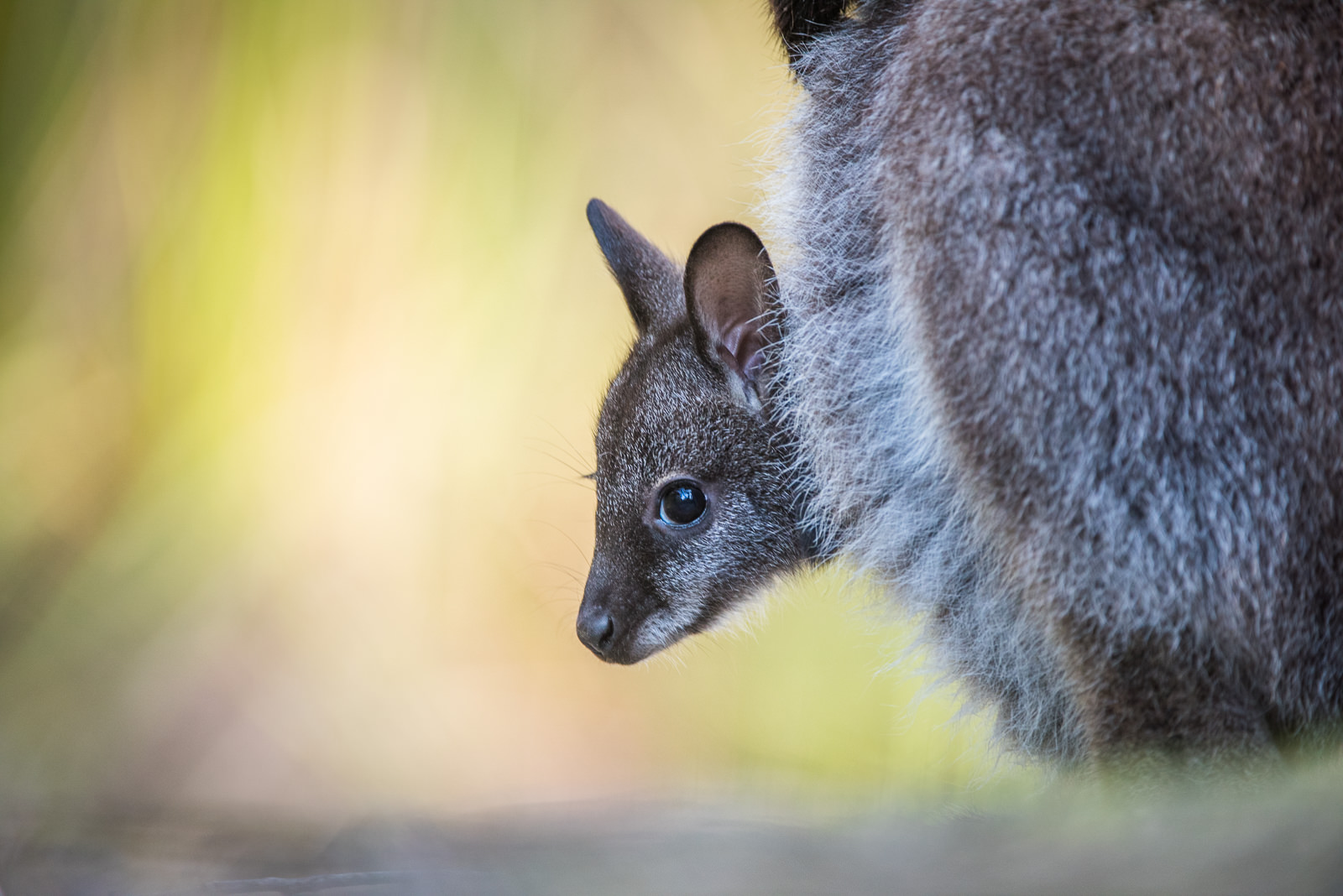 Bennett’s Wallaby Joey | Sean Crane Photography