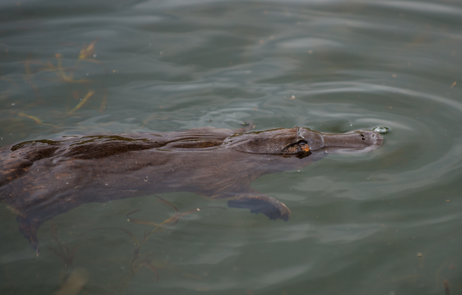 mochipuni platypus