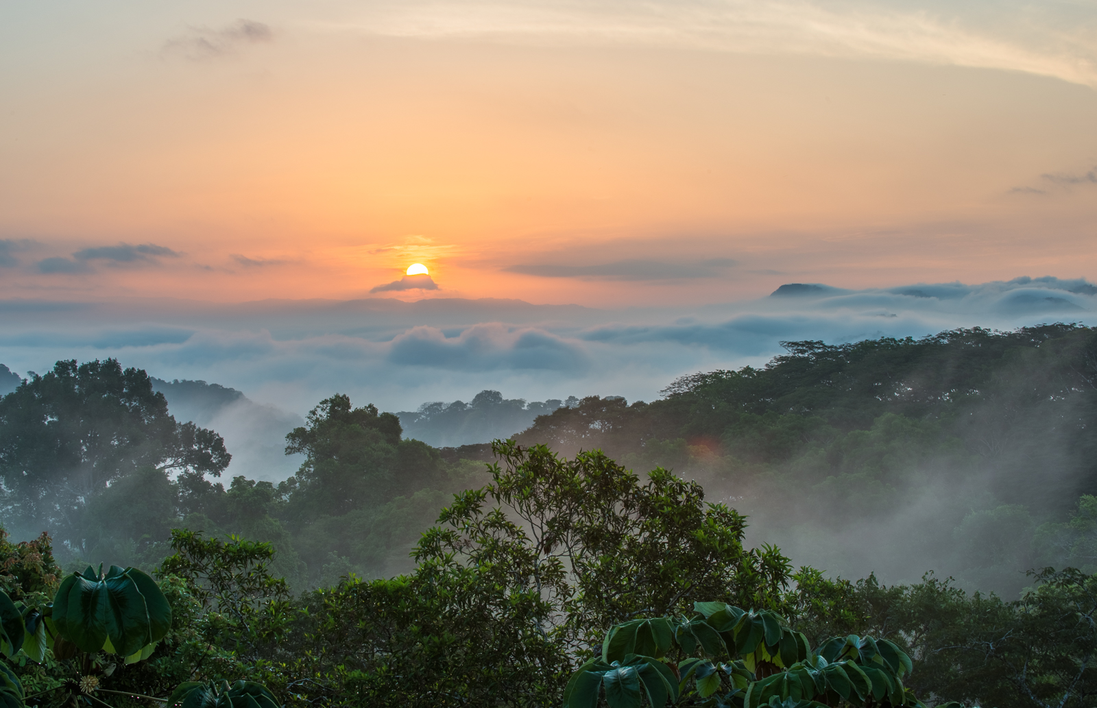 Rainforest Canopy at Sunrise | Sean Crane Photography