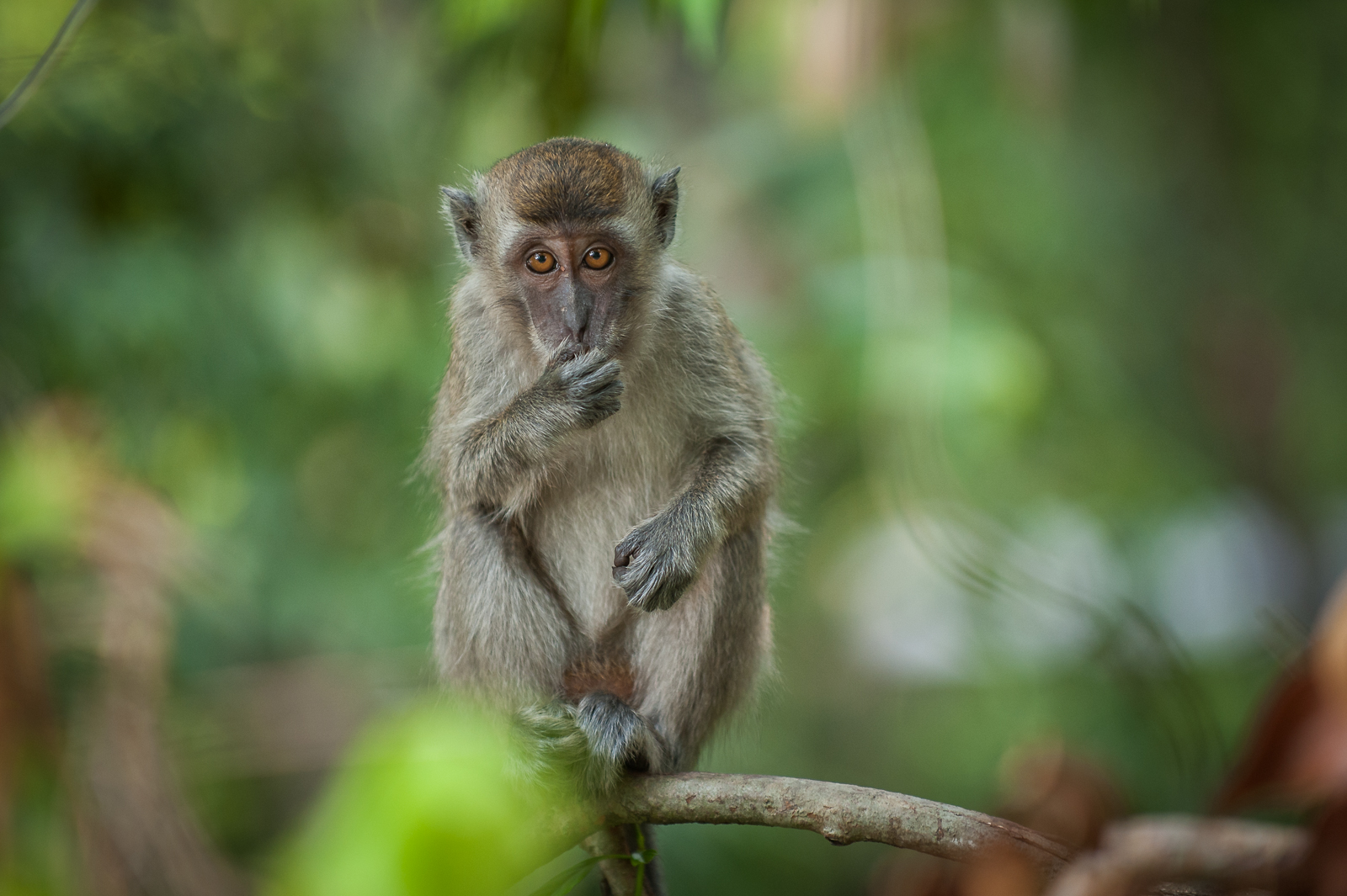 long-tailed-macaque-sean-crane-photography