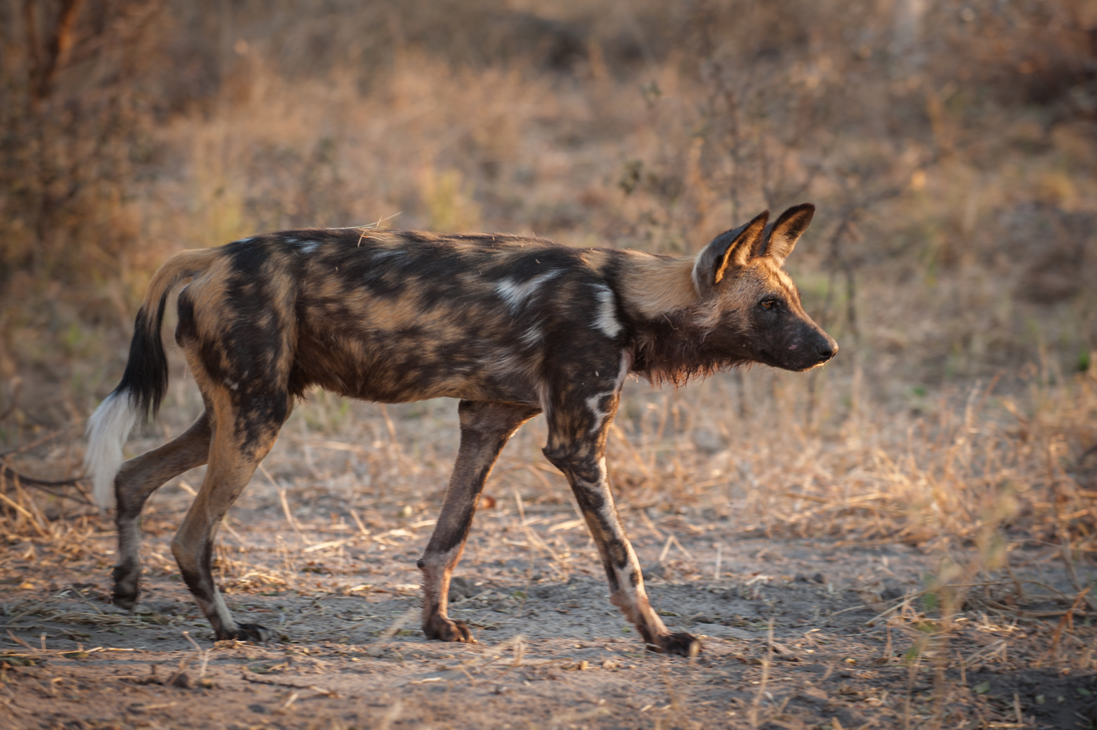 African Wild Dog | Sean Crane Photography