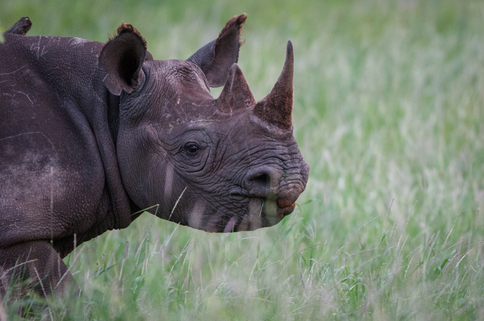 Black Rhinoceros | Sean Crane Photography