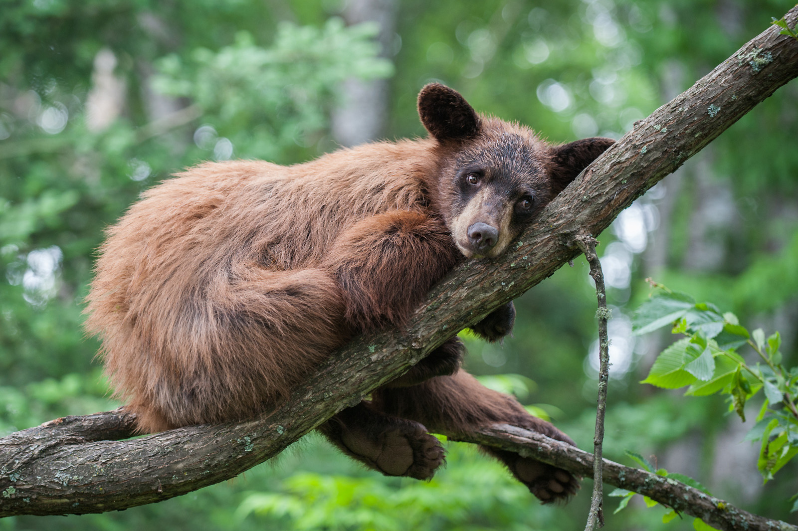 resting-black-bear-sean-crane-photography