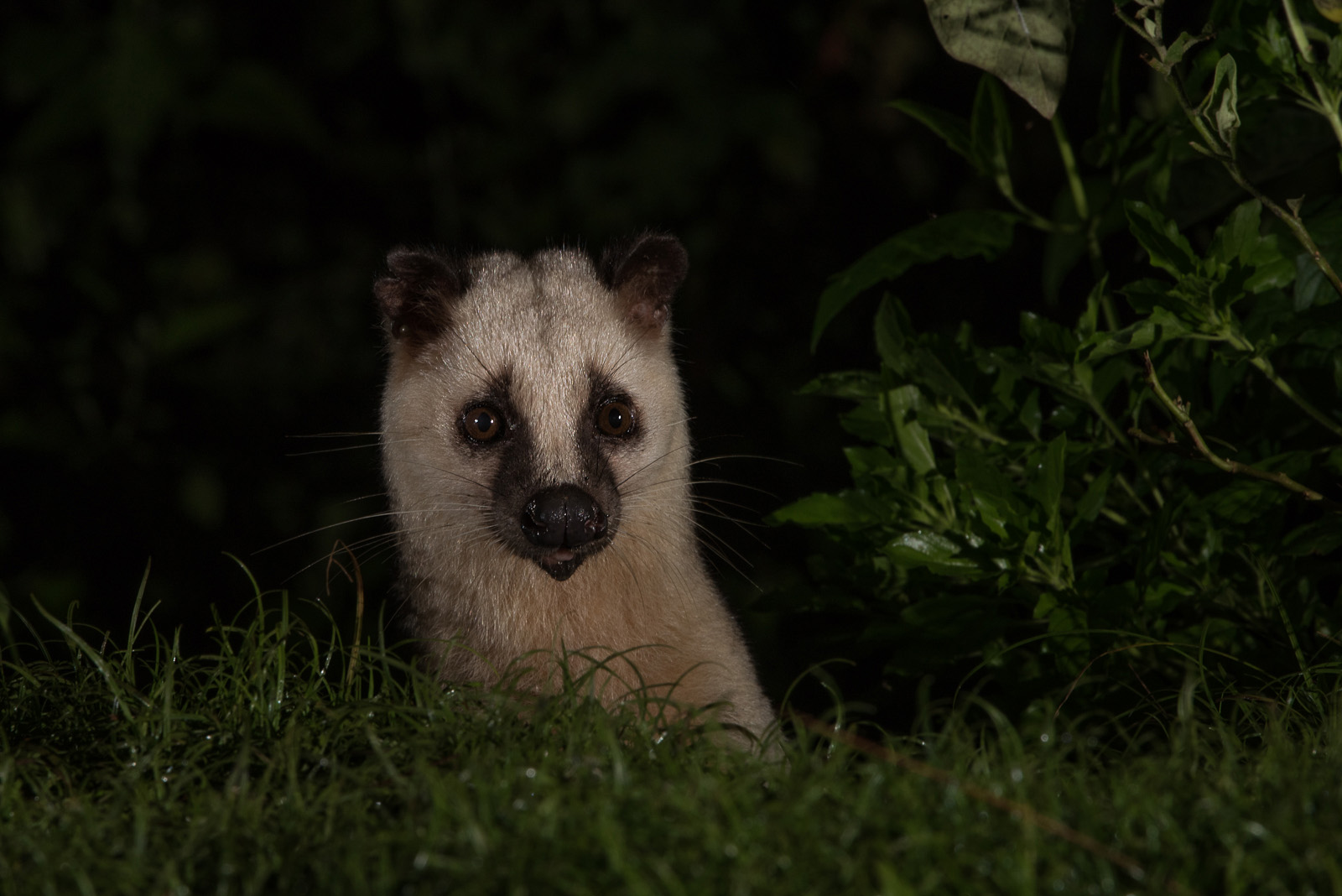 Masked Palm Civet | Sean Crane Photography