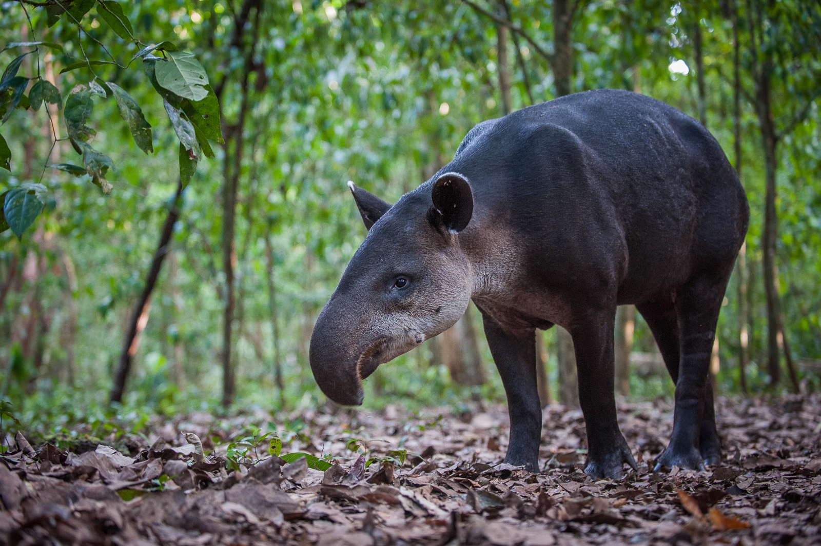 Baird’s Tapir | Sean Crane Photography