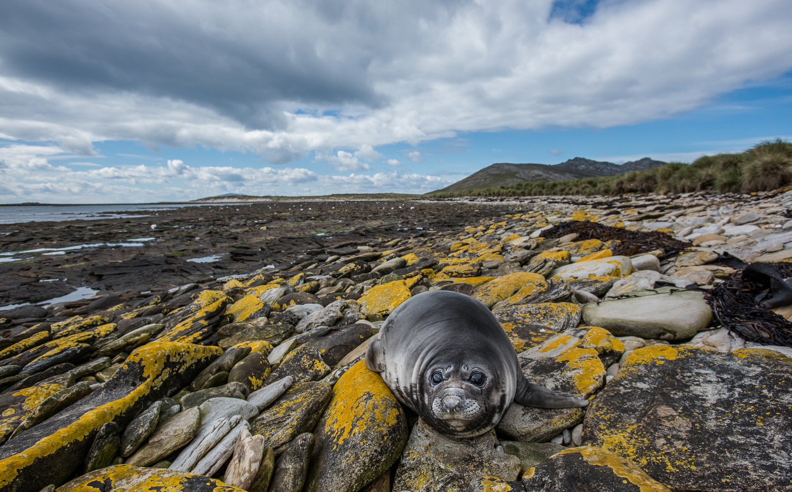 Young Southern Elephant Seal Sean Crane Photography