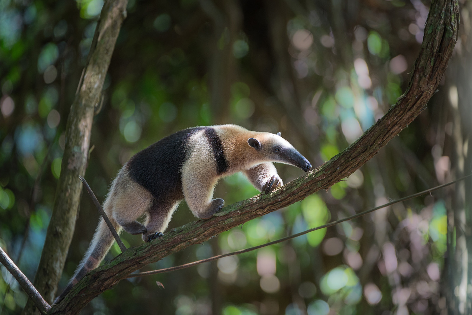 Northern Tamandua | Sean Crane Photography