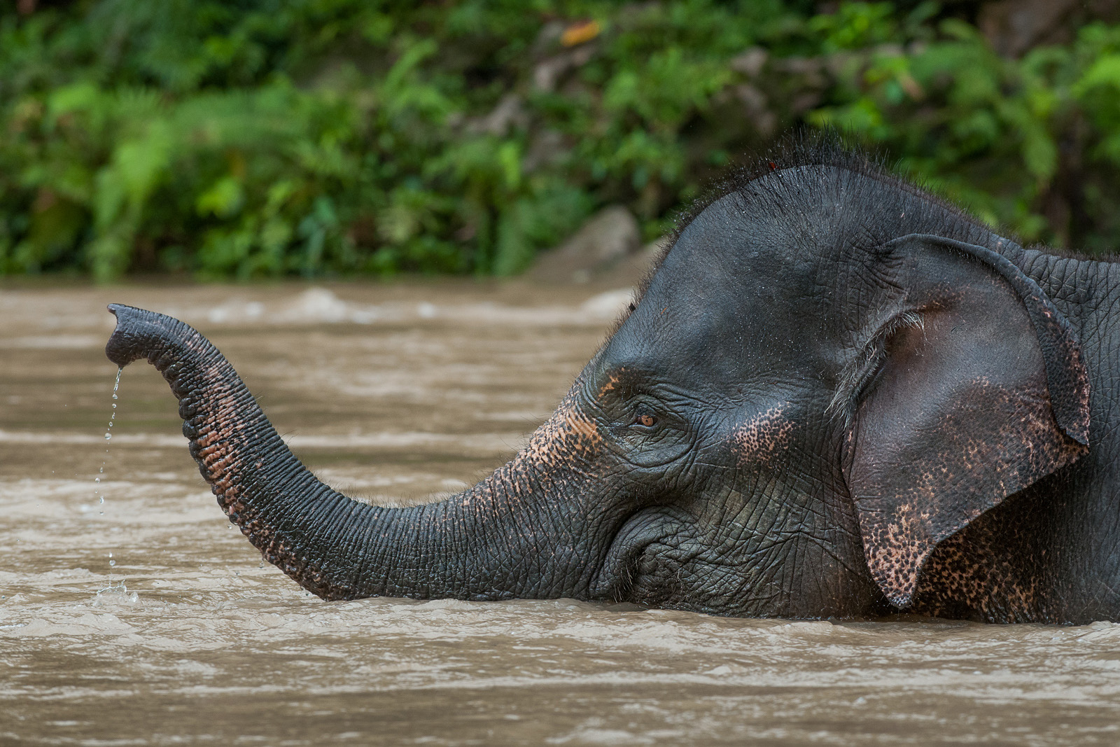 Asian Elephant | Sean Crane Photography