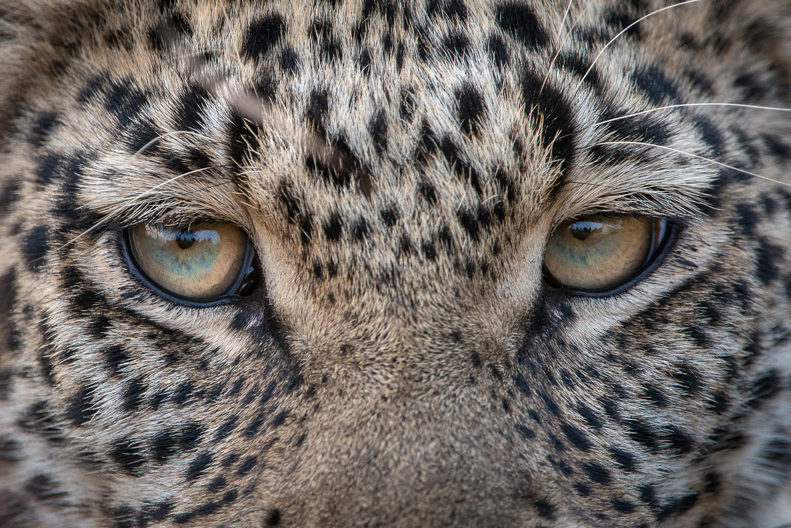 Leopard Eyes Sean Crane Photography
