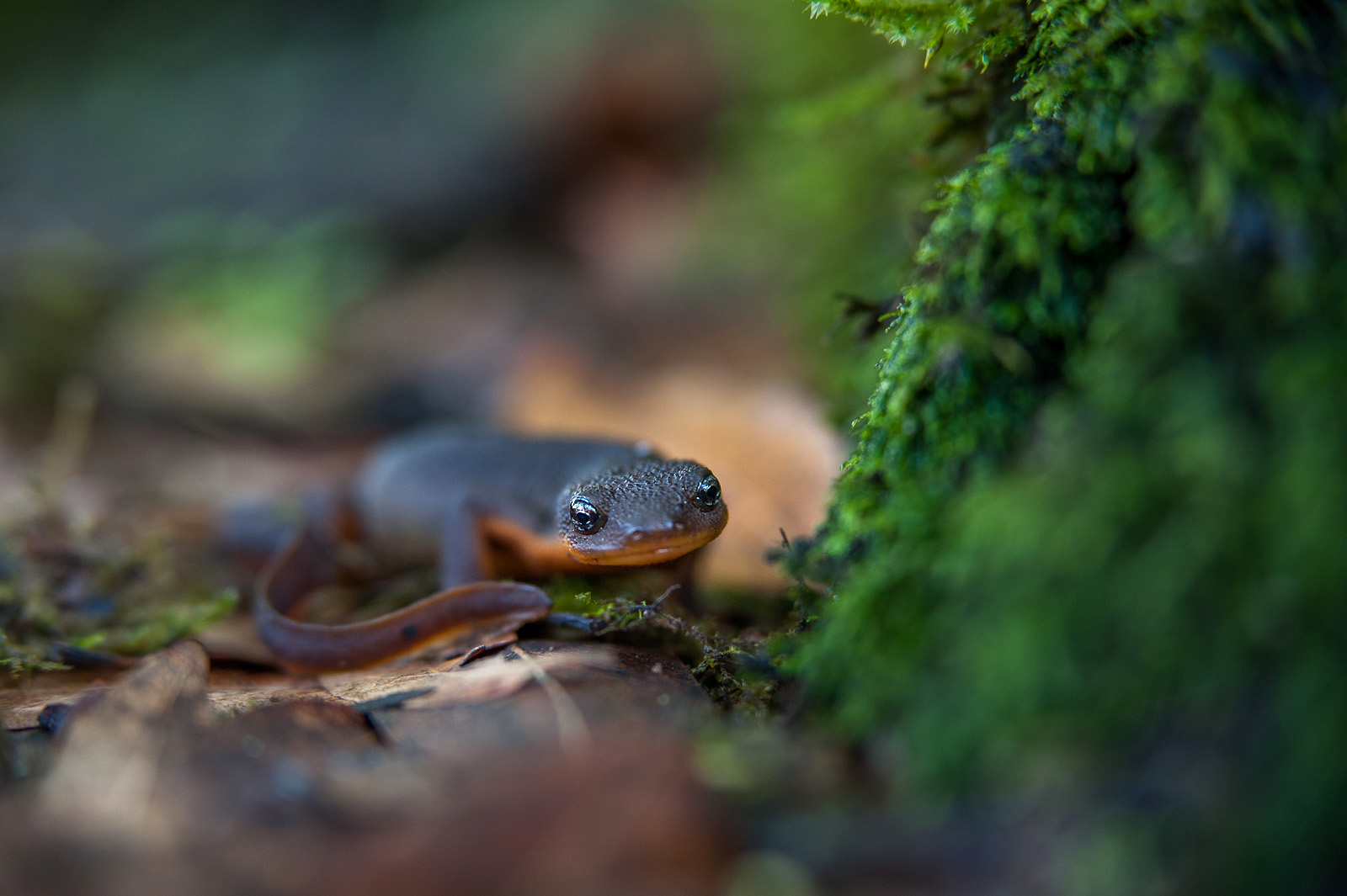 California Newt Sean Crane Photography 3313