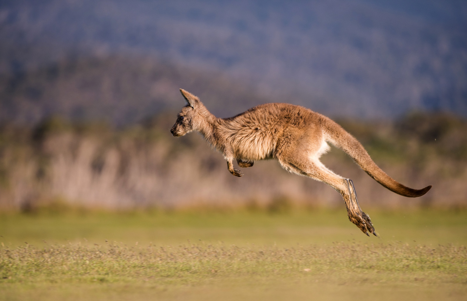 kangaroo-habitat-behavior-and-diet