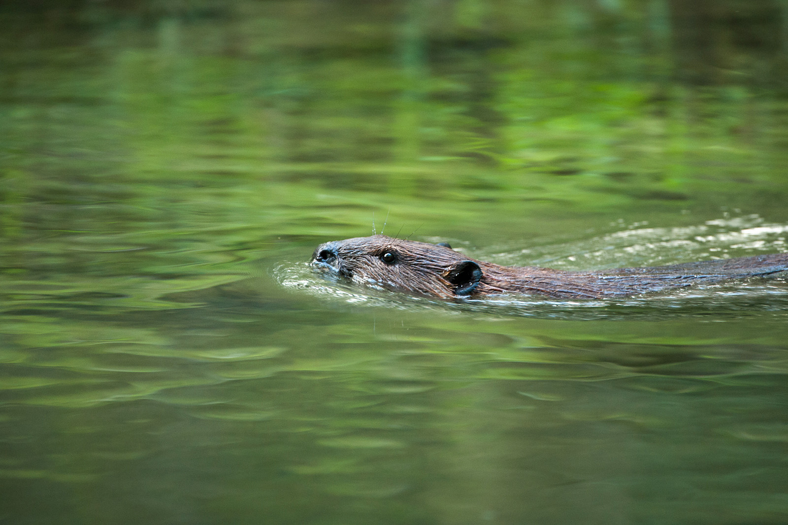 beaver-sean-crane-photography