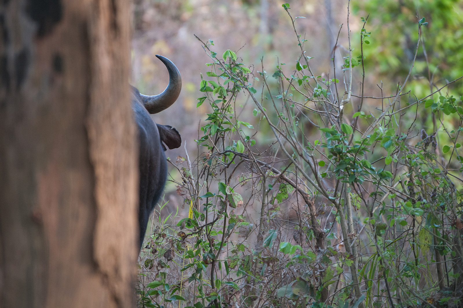 Gaur Aka The Indian Bison Sean Crane Photography