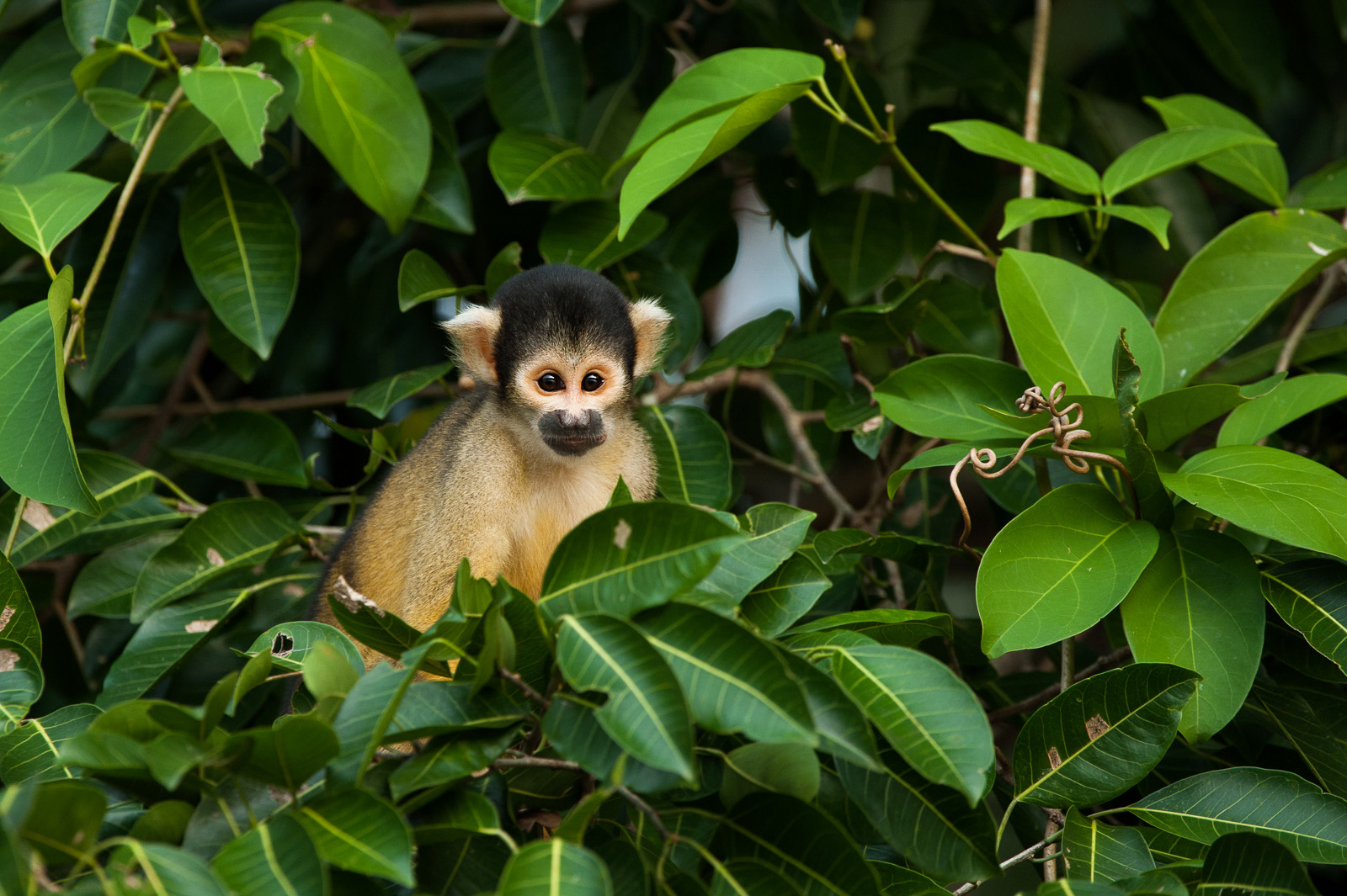 wild republic squirrel monkey