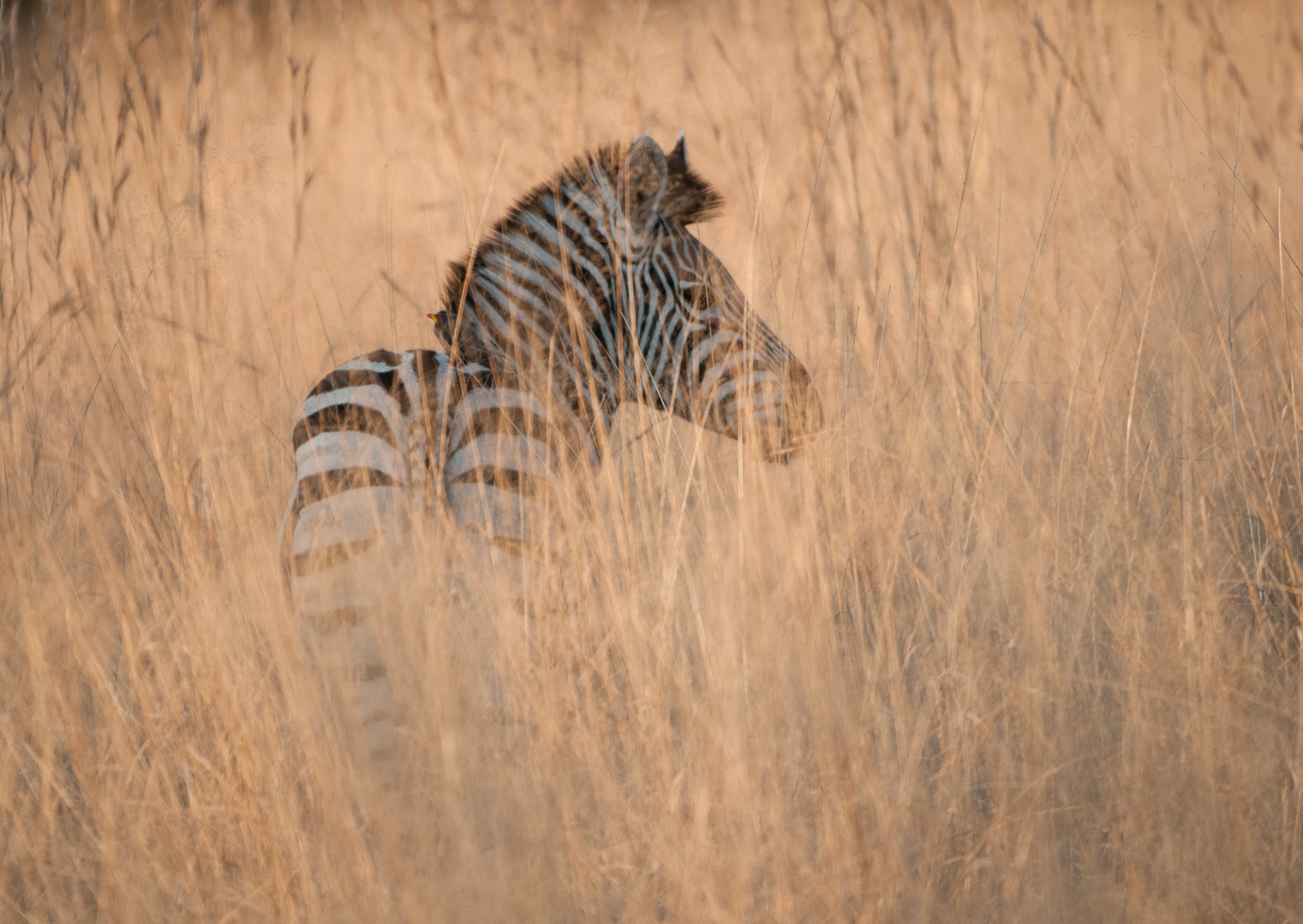 zebra-in-tall-grass-sean-crane-photography