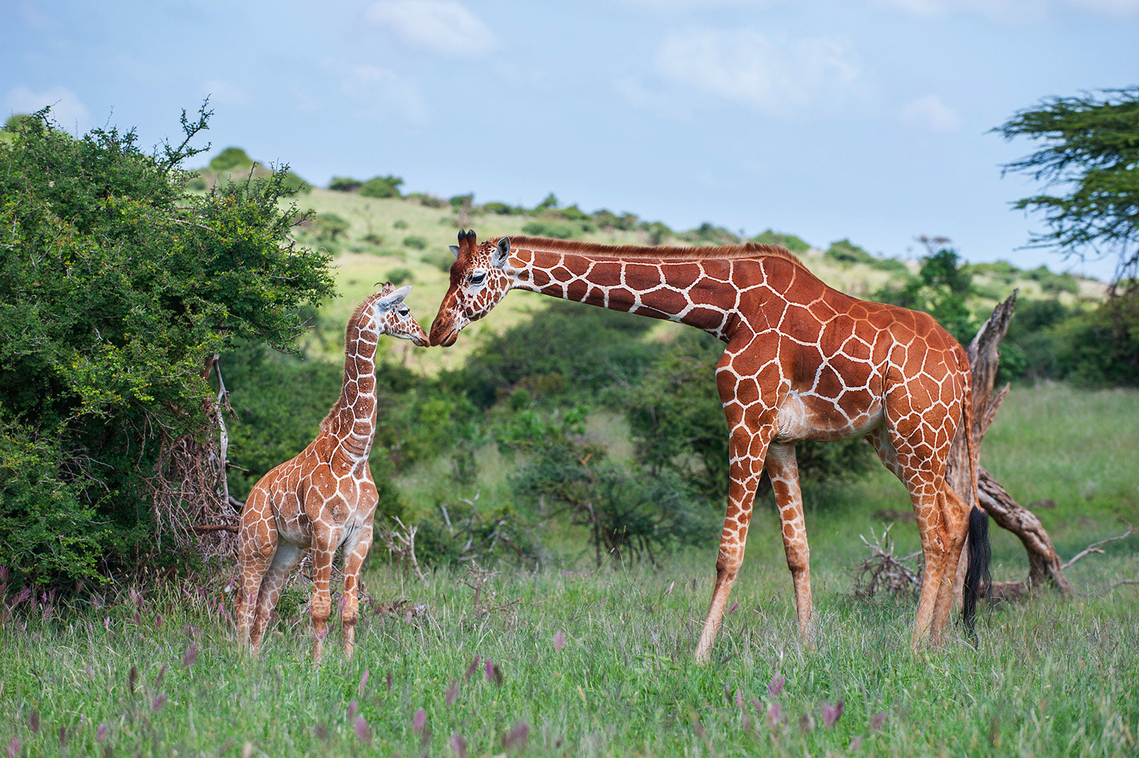 Giraffe Kiss | Sean Crane Photography