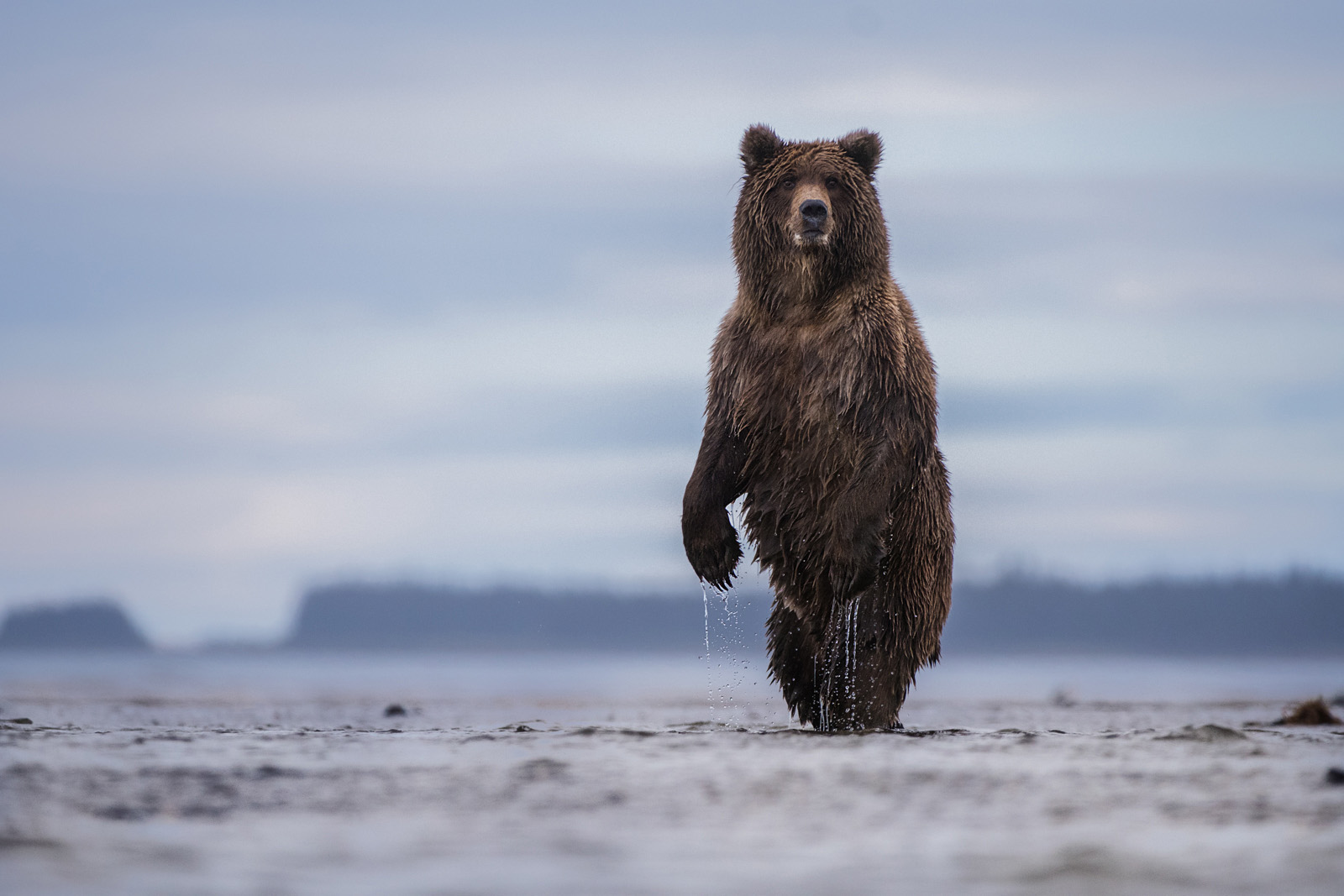 Standing And Dripping Brown Bear Sean Crane Photography