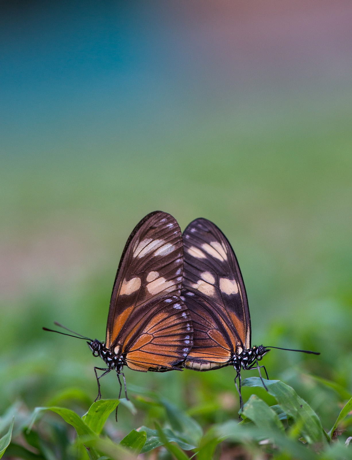 Mating Butterflies Sean Crane Photography