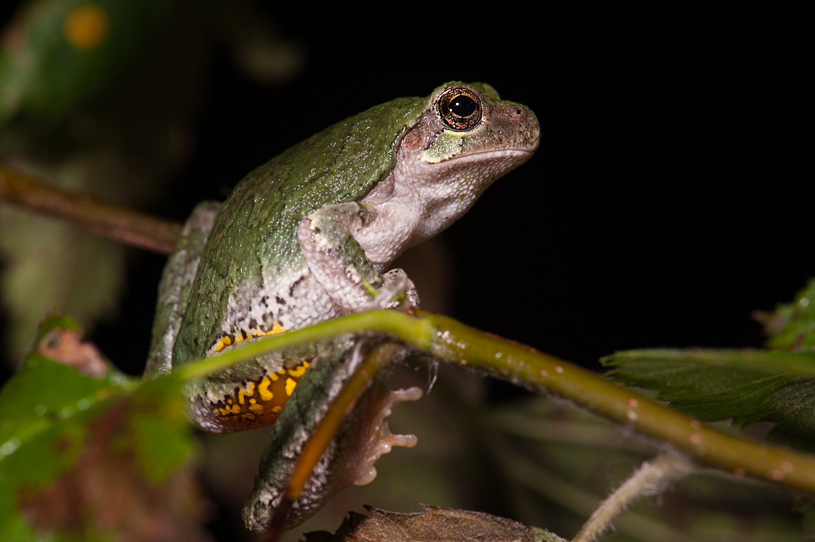 Gray Tree Frog | Sean Crane Photography